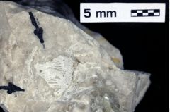 Foto (Detailansicht) von Discutiolira moesica (Muţiu & Bădăluţă, 1971) (NHMW-GEO-1990-0041-0530)